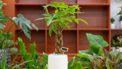 A close-up shot of a houseplant with slender trunks rises from a white pot, its bark textured and gracefully twisting upwards. Behind it, a variety of plants fill the blurred background, with an empty wooden shelf adding to the scene.
