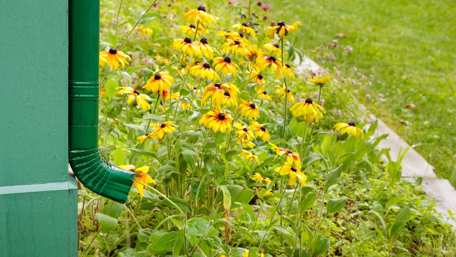 A patch in the garden with thriving Brown-eyed susan flowers with long and smooth leaves