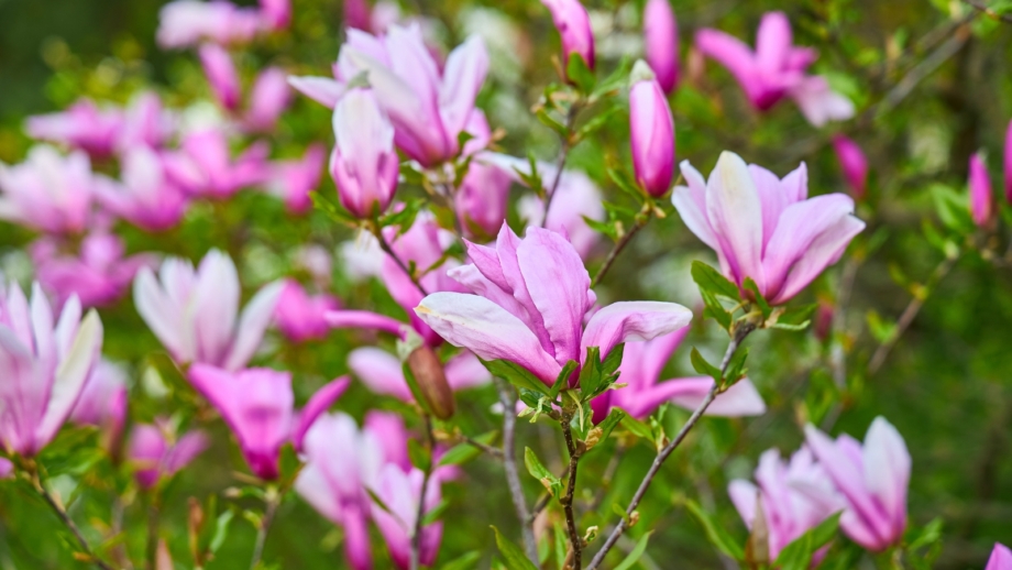 Japanese Magnolia Roots 11 Trees and Shrubs to Plant in February