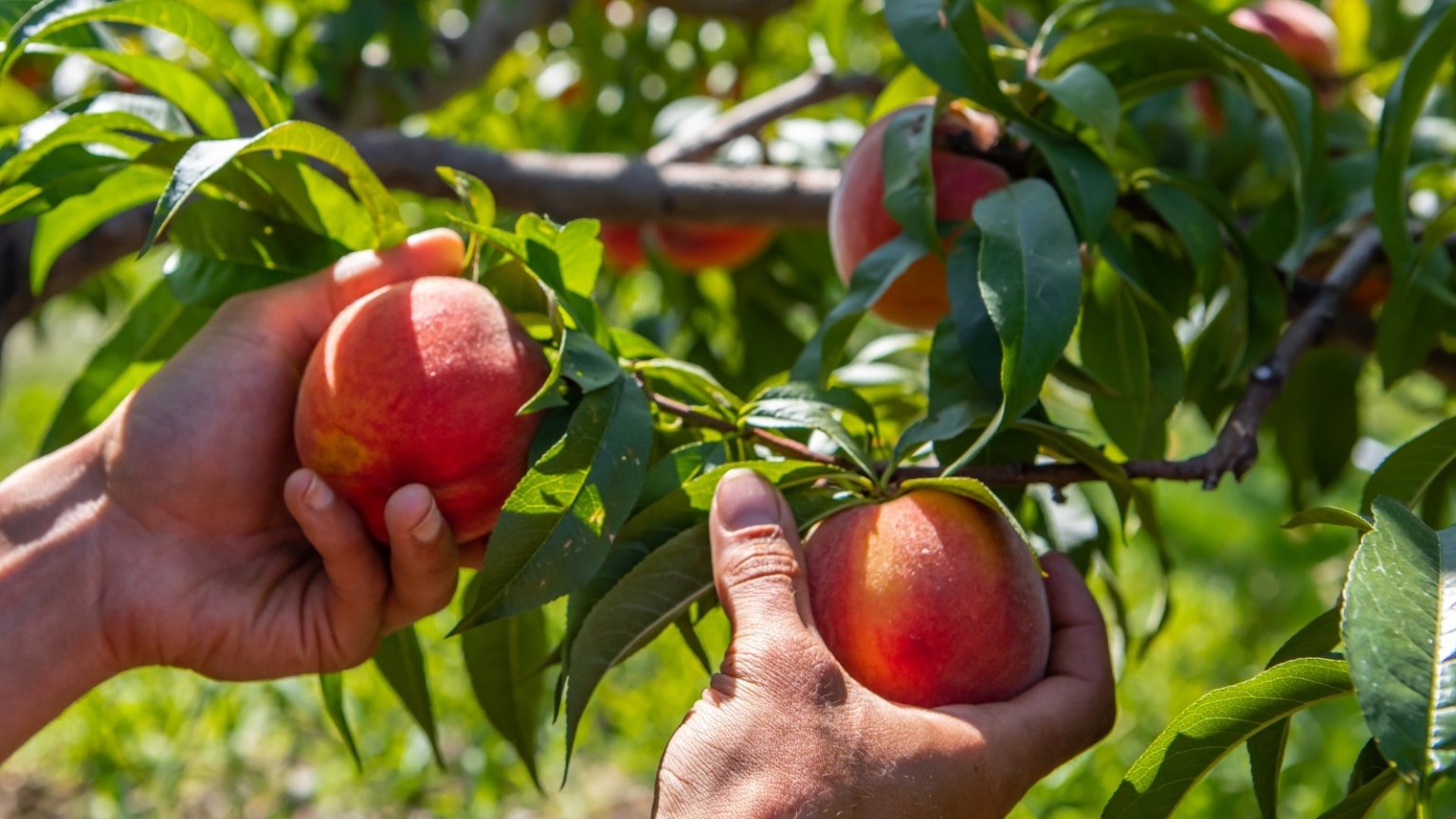 How to Plant, Grow, and Care for ‘Elberta’ Peach Trees