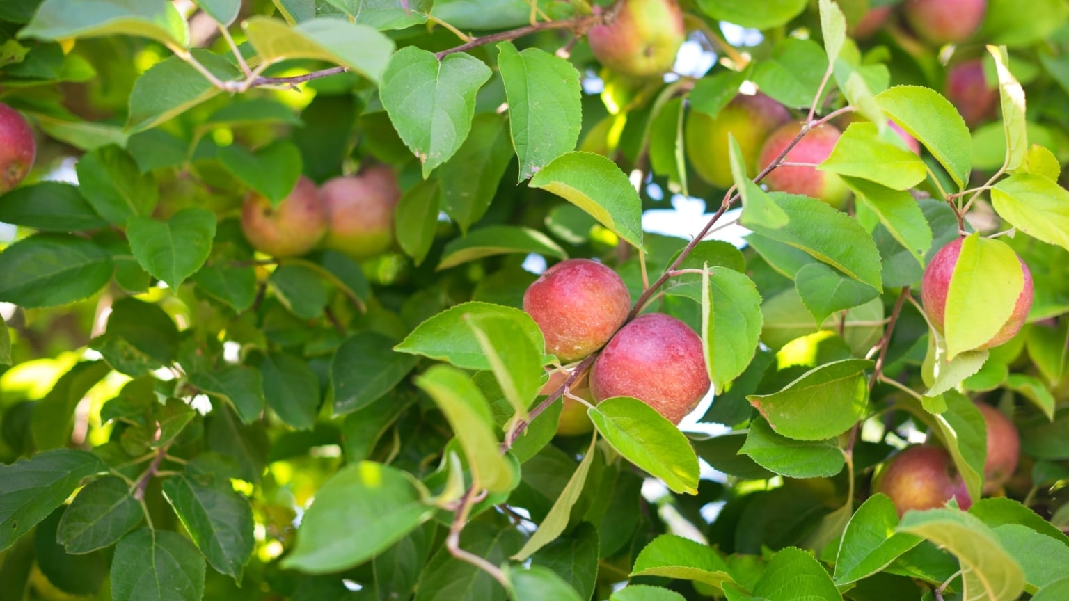 28 Different Types of Apple Tree Varieties to Grow This Season