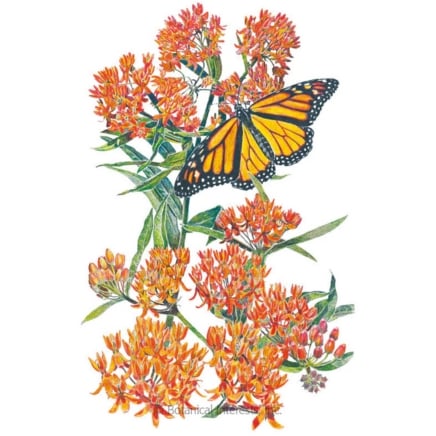 Milkweed/Butterfly Flower Seeds