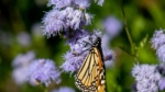 Monarch Mist Color 27 Beautiful Texas Wildflowers
