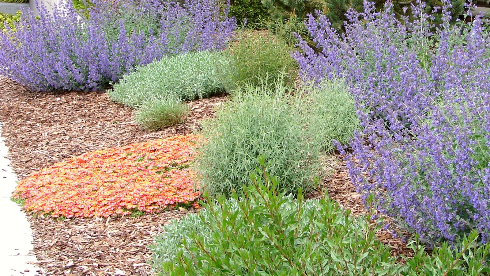 View of a mulched Xeriscape garden. The soil is completely covered with a layer of bark mulch. The flowerbed includes plants such as Catmint, Flame Willow, salix purpurea 'nana and Fire Spinner Ice Plant.