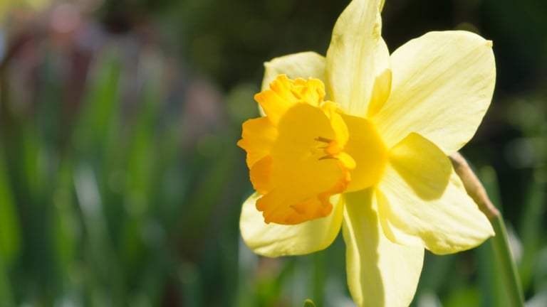 31 Daffodil Varieties to Brighten Up Your Spring Garden