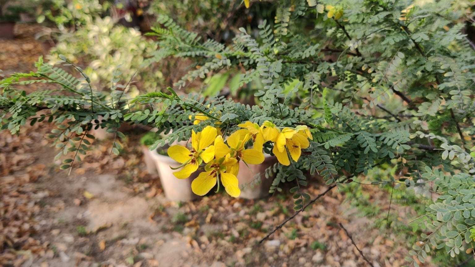 37 Tough Desert Plants for Your Garden