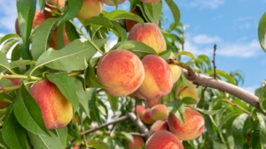 Yard Ripper Peach How to Plant, Grow, and Care for ‘Contender’ Peach Trees