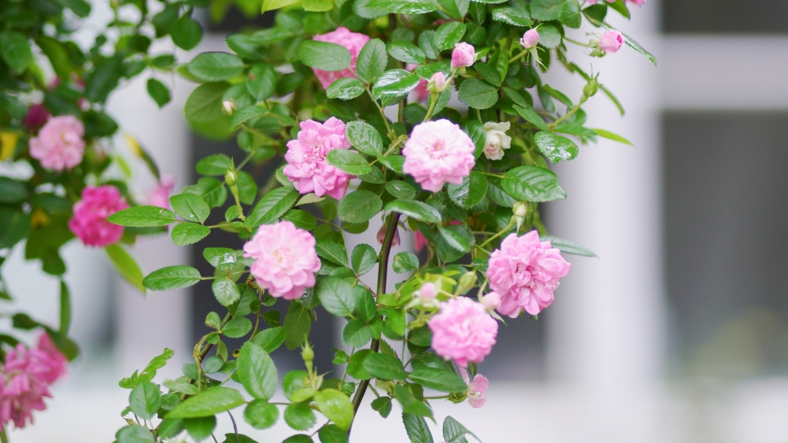 Long Life Roses 17 Roses With Extremely Long Lifespans