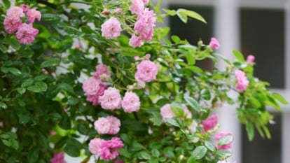A close-up shot of a climbing variety of flowers, featuring green foliage and delicate pink roses blooms.