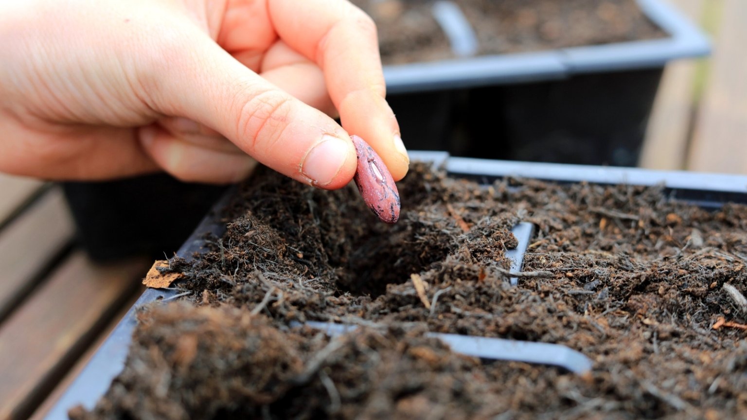 Seed Scarification: How to Scarify Seeds For Better Germination