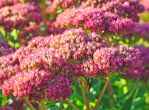 Vibrant pink sedum blooms basking in sunlight, showcasing their intricate beauty. Below, the leaves form a canvas for the shadows, adding depth and contrast to the floral scene, creating a mesmerizing garden moment, involving grow sedum