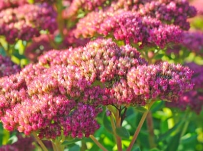 Vibrant pink sedum blooms basking in sunlight, showcasing their intricate beauty. Below, the leaves form a canvas for the shadows, adding depth and contrast to the floral scene, creating a mesmerizing garden moment, involving grow sedum