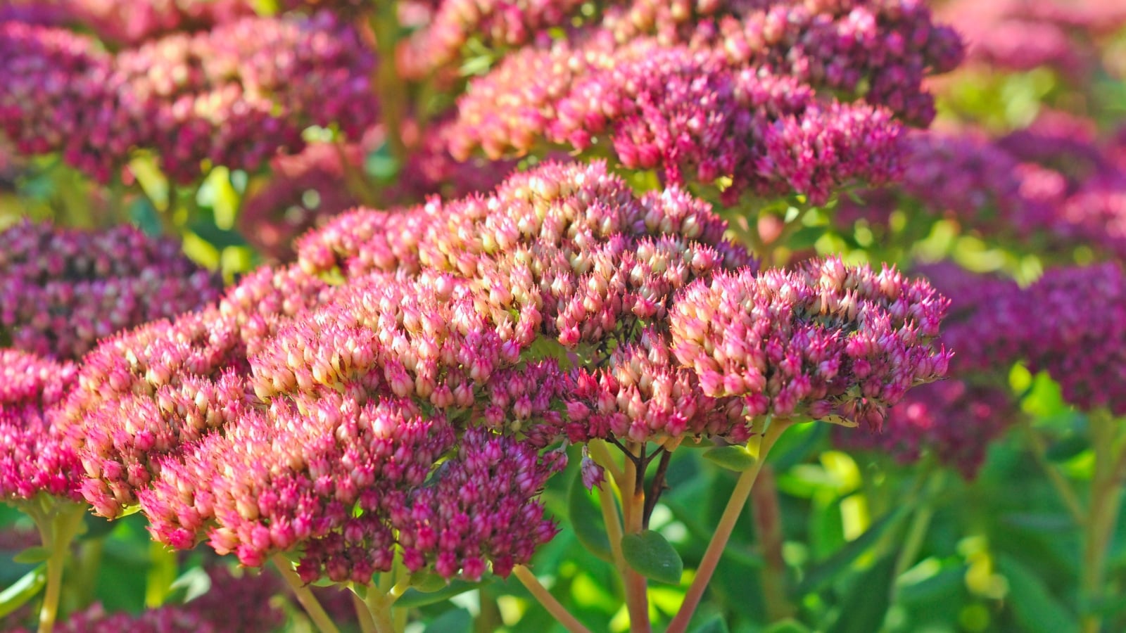 Vibrant pink sedum blooms basking in sunlight, showcasing their intricate beauty. Below, the leaves form a canvas for the shadows, adding depth and contrast to the floral scene, creating a mesmerizing garden moment, involving grow sedum