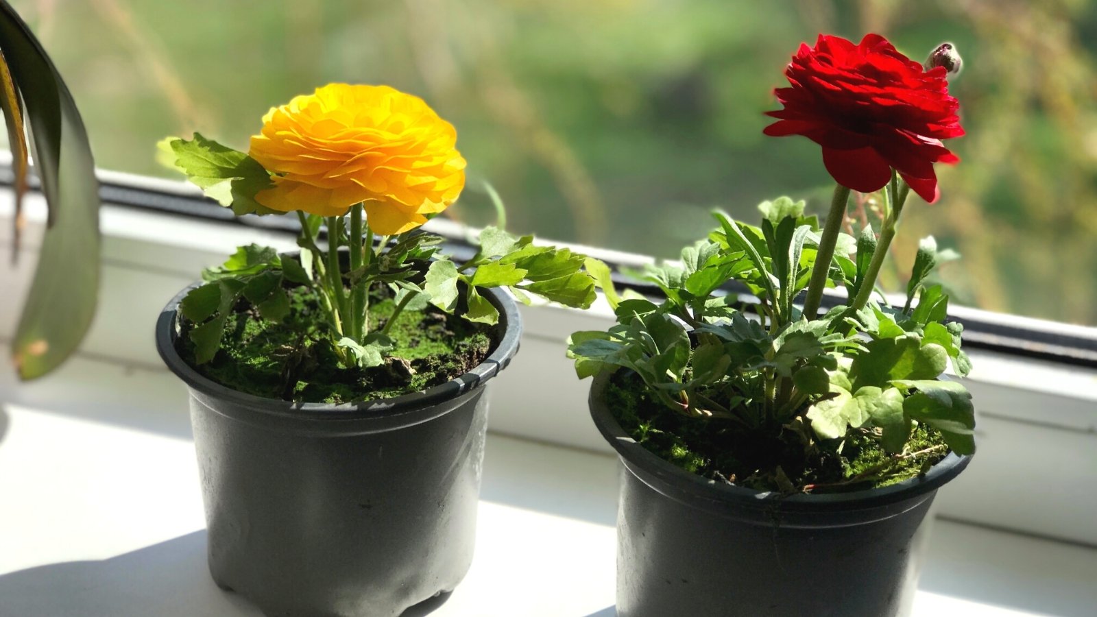Close-up of blooming Ranunculus Aviv in black pots on a light windowsill. Ranunculus Aviv plants are distinguished by their lush, dark green foliage, containing deeply lobed leaves with serrated edges that form a dense, bushy growth habit. Rising above this foliage are sturdy stems bearing striking, large flowers in vibrant shades of red and yellow. The blooms feature multiple layers of delicate, papery petals, creating a lush and voluminous appearance reminiscent of rose blossoms.