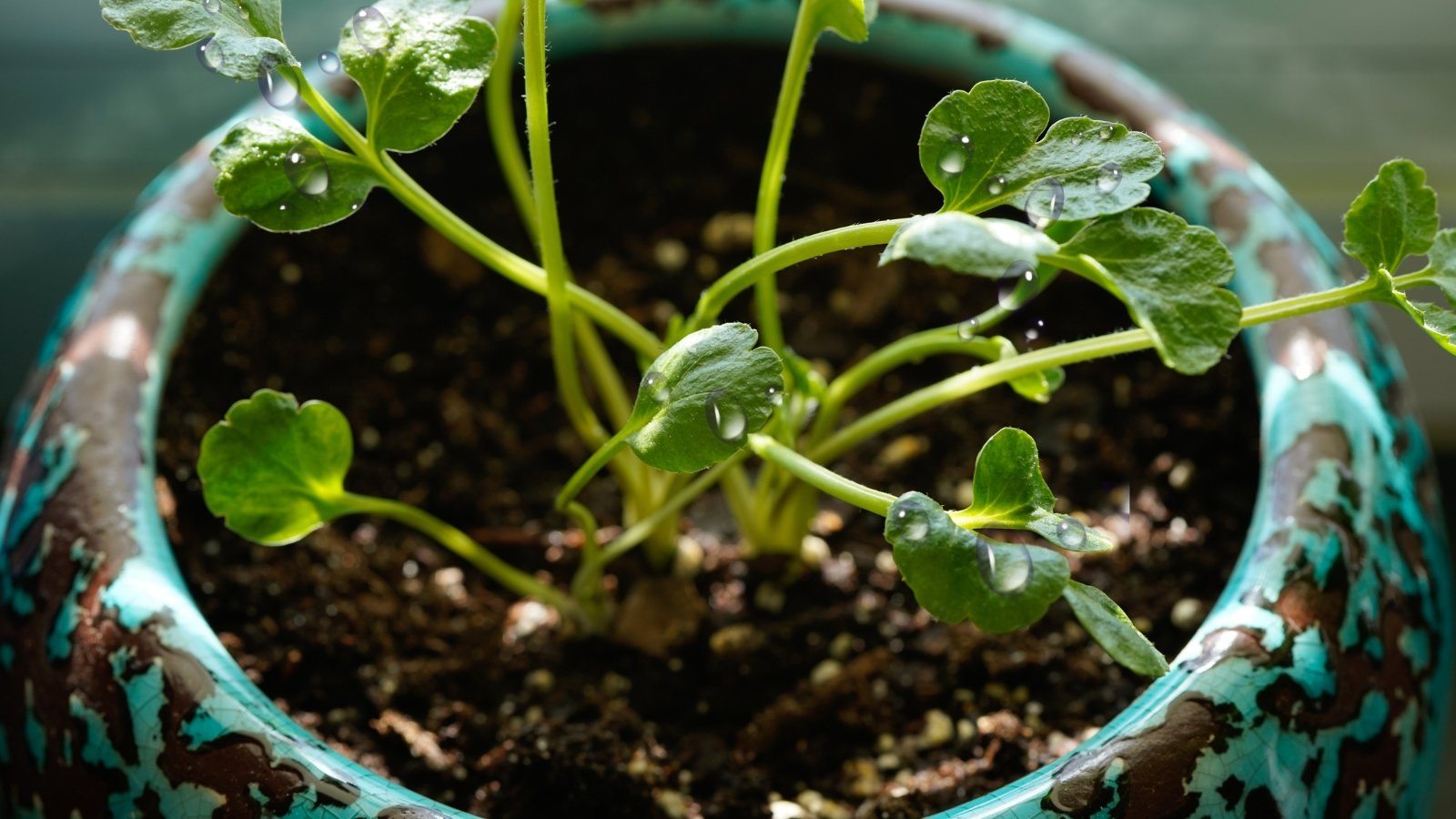 Close-up of Ranunculus seedlings with water drops in a decorative blue ceramic pot. Ranunculus seedlings have slightly thick stems with deeply lobed green leaves.