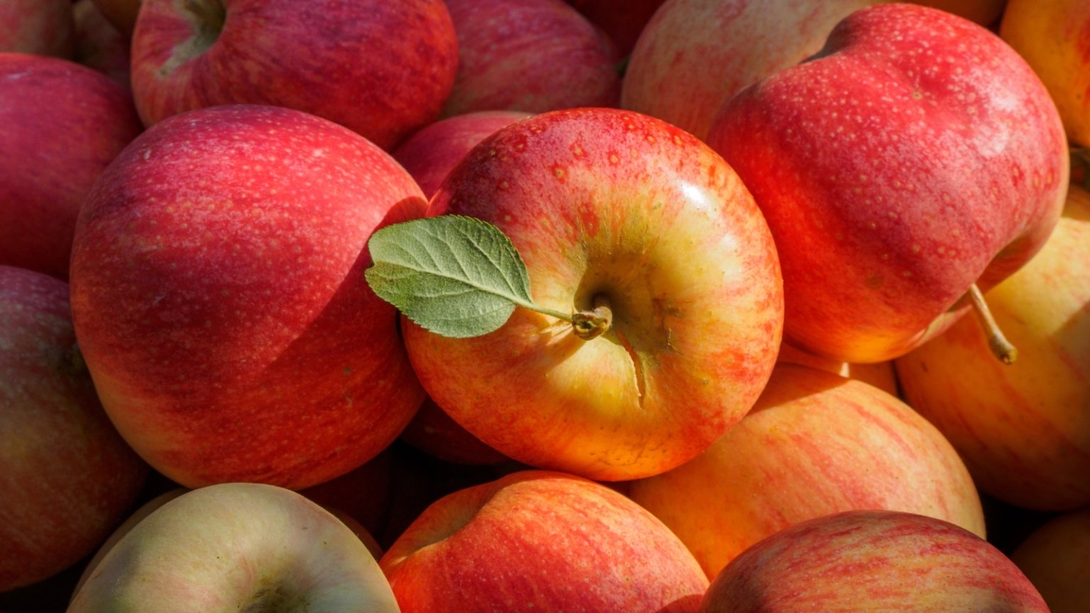 How to Plant, Grow, and Care for 'Gala' Apple Trees