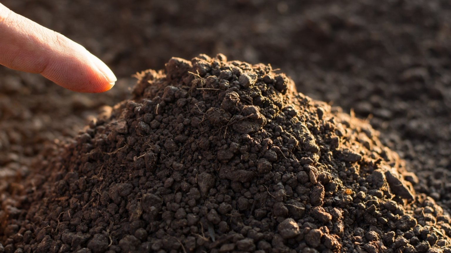 How to Plant, Grow, and Care for ‘Elberta’ Peach Trees