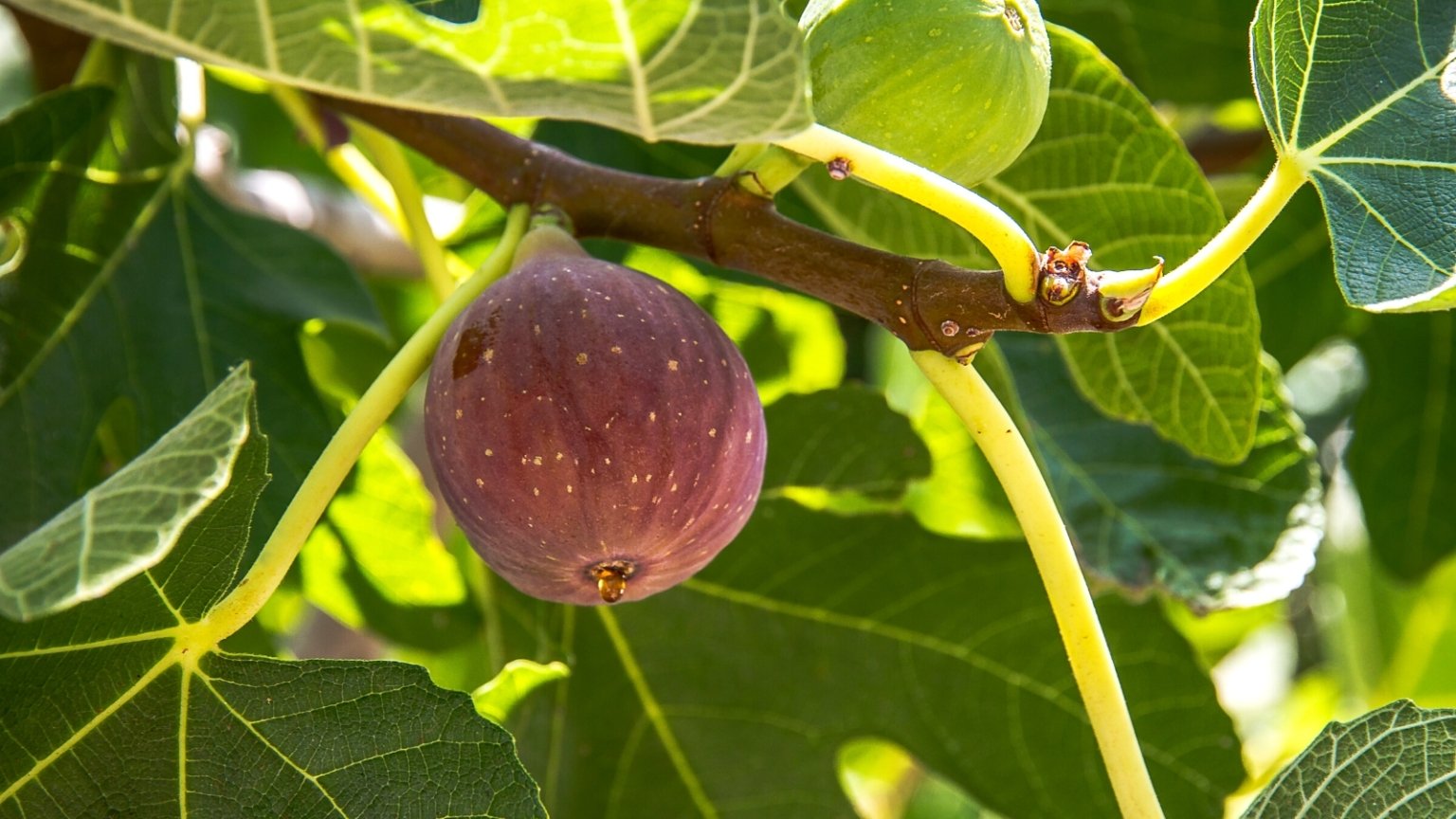 Native fig tree care