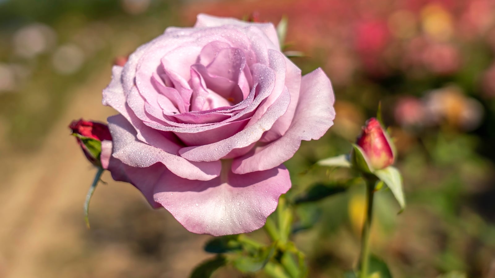 Hybrid Tea Rose Varieties