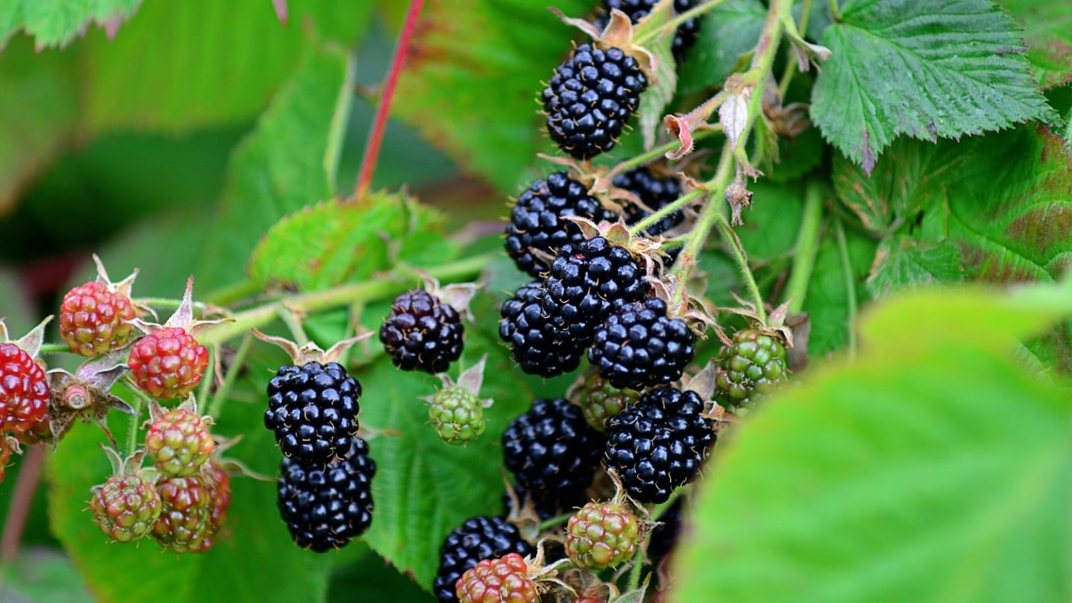 13 Best Thornless Berry Varieties for Your Garden