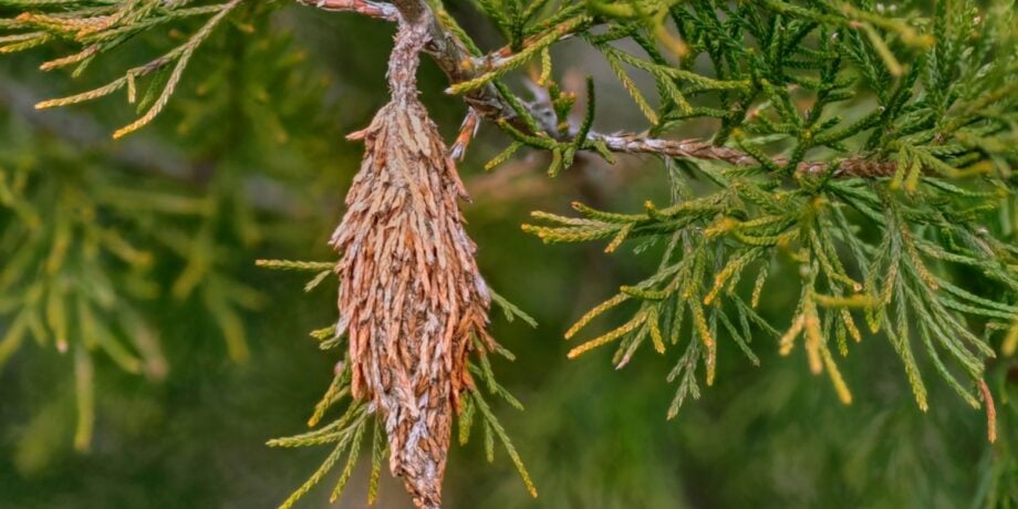 How to Plant, Grow, and Care For Thuja 'Green Giant’ Arborvitae