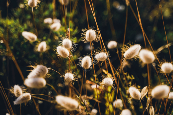 delicate fluffy bunny tail grass seed heads grow in a garden on a sunny day.