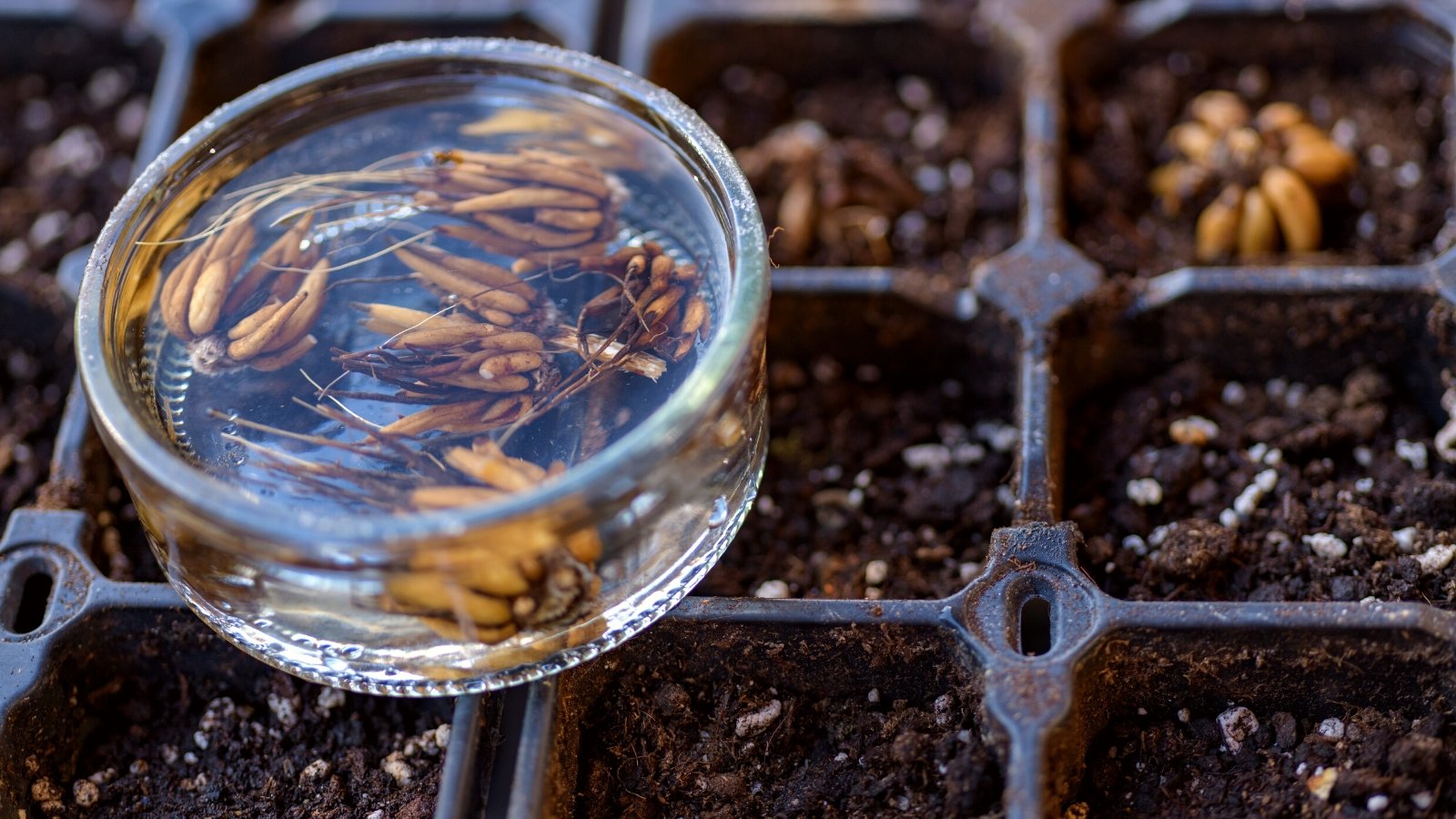 Close-up of soaked ranunculus corms in a small glass bowl on a starter tray with fresh soil and a few freshly planted corms. Ranunculus corms resemble small, knobby bulbs with a rounded shape. They are brownish in color, with papery outer layers, and small exhibit roots or root buds protruding from the bottom. Overall, they have a compact and somewhat irregular appearance.