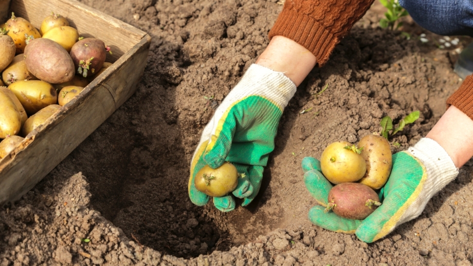 When is it Too Late to Hill Garden Potatoes?