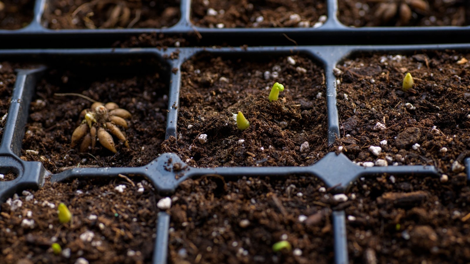 Sprouting ranunculus corms in a seed tray. The starting tray consists of cells filled with soil and planted ranunculus corms. Small sprouts of ranunculus sprouted in two cells. They are thin, short, green shoots.