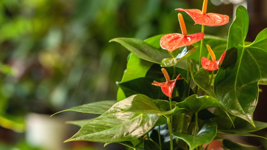 How to Plant, Grow, and Care for Anthuriums