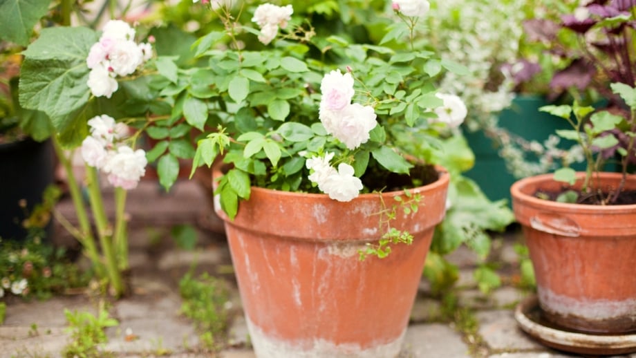 How to Plant BareRoot Roses in Pots and Containers