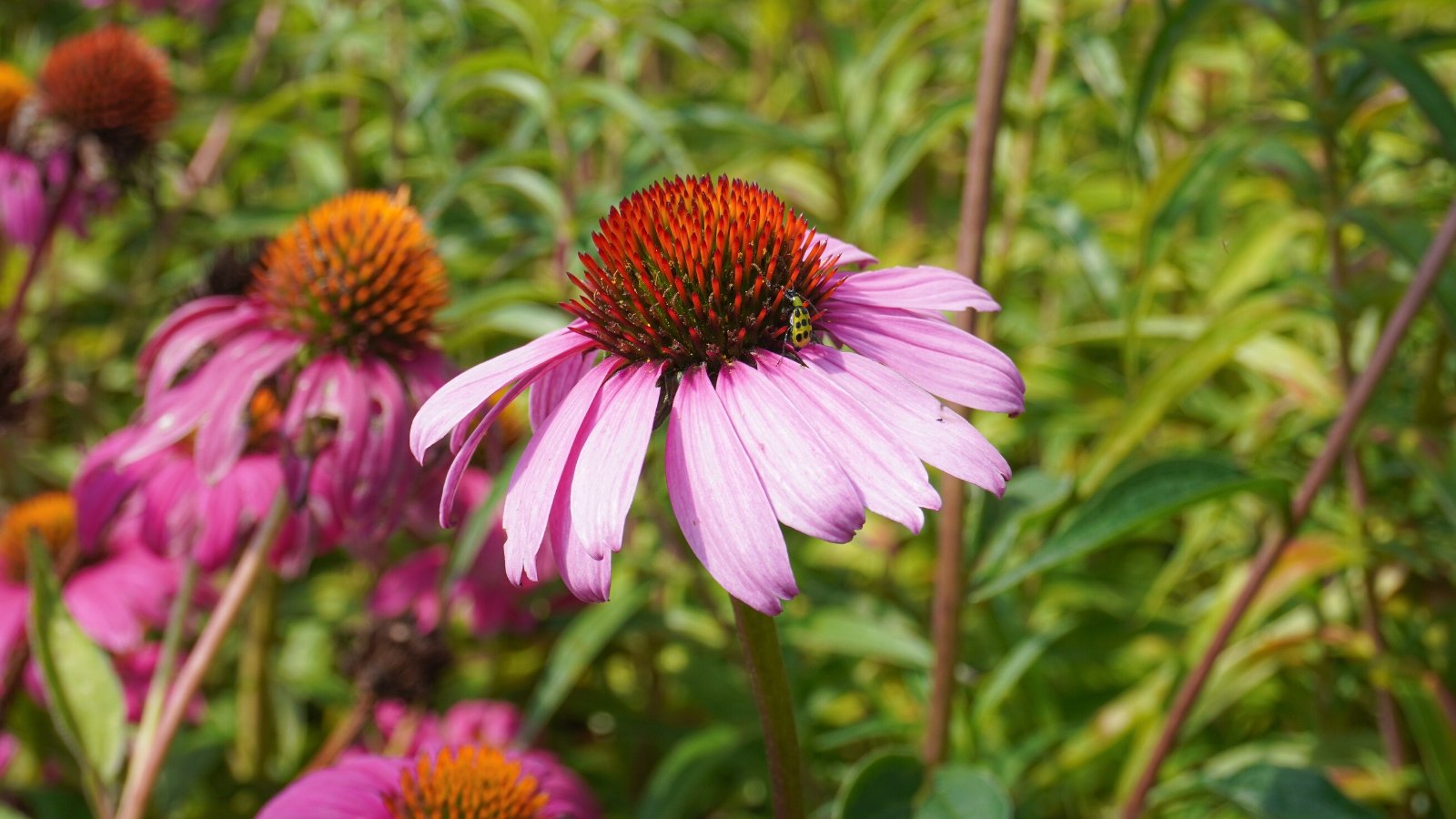 easy native plants. Close-up of a blooming Echinacea in a sunny garden. A small beetle, Diabrotica undecimpunctata, sits on a flower. The coneflower flower consists of a cone-shaped copper-colored center surrounded by pink-purple petals.