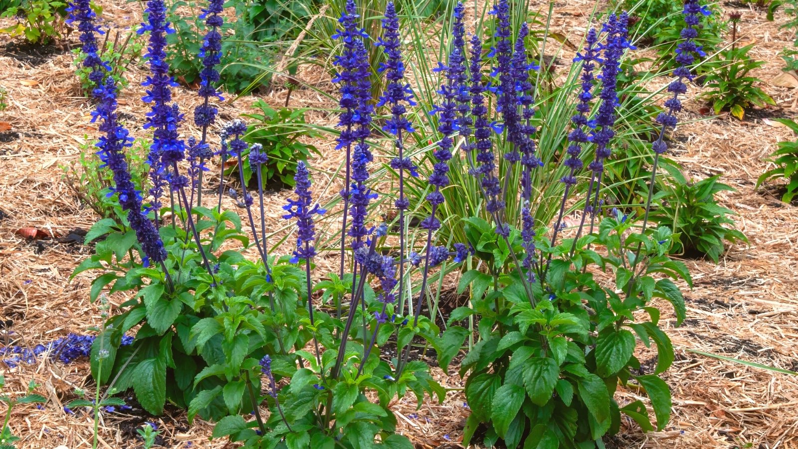 Close-up of flowering salvia in a garden with mulched soil. Salvia is characterized by its aromatic foliage and vibrant, tubular flowers of a rich blue-purple hue. The leaves are lance-shaped, with a velvety texture and a green hue. The flowers grow in spikes that rise above the foliage.