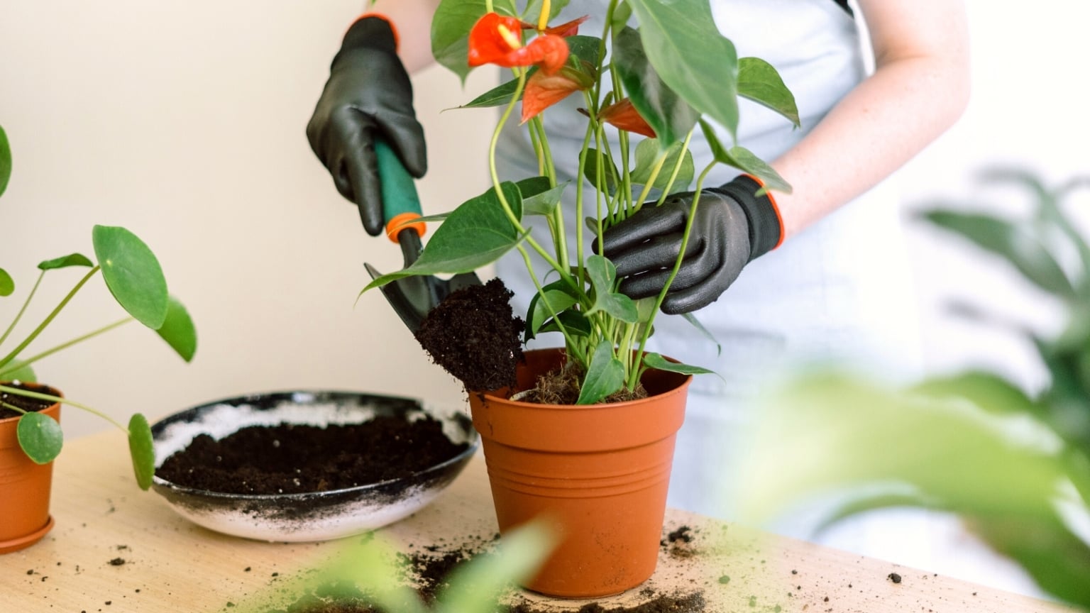 How To Plant Grow And Care For Anthuriums how-to-plant-grow-and-care-for-anthuriums