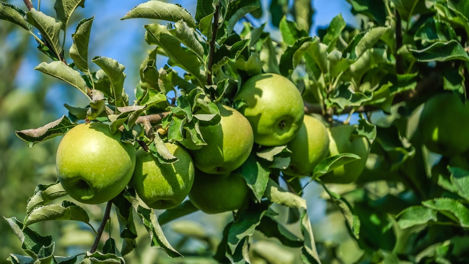 How to Plant, Grow, and Care for 'Granny Smith' Apple Trees