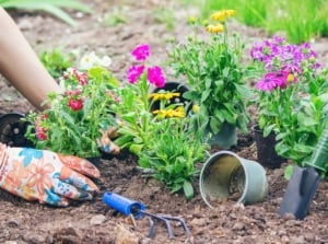 growing zones. Close-up of a gardener's hands wearing gloves with flower patterns planting flowering plants in the soil in the garden. Various plants are represented in the garden such as begonias, Cape marguerite, Sneezeweed, Phlox, Impatiens and Verbena.