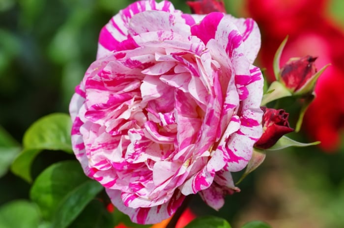 Close-up of a blooming Neil Diamond rose, which is one of the popular hybrid tea rose varieties. Its large, fully double blooms feature layers of delicate, creamy-white petals that boast crimson stripes and spots, creating a stunning contrast.