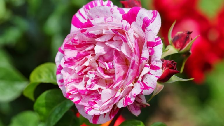 21 Recommended Hybrid Tea Rose Varieties for Home Gardeners