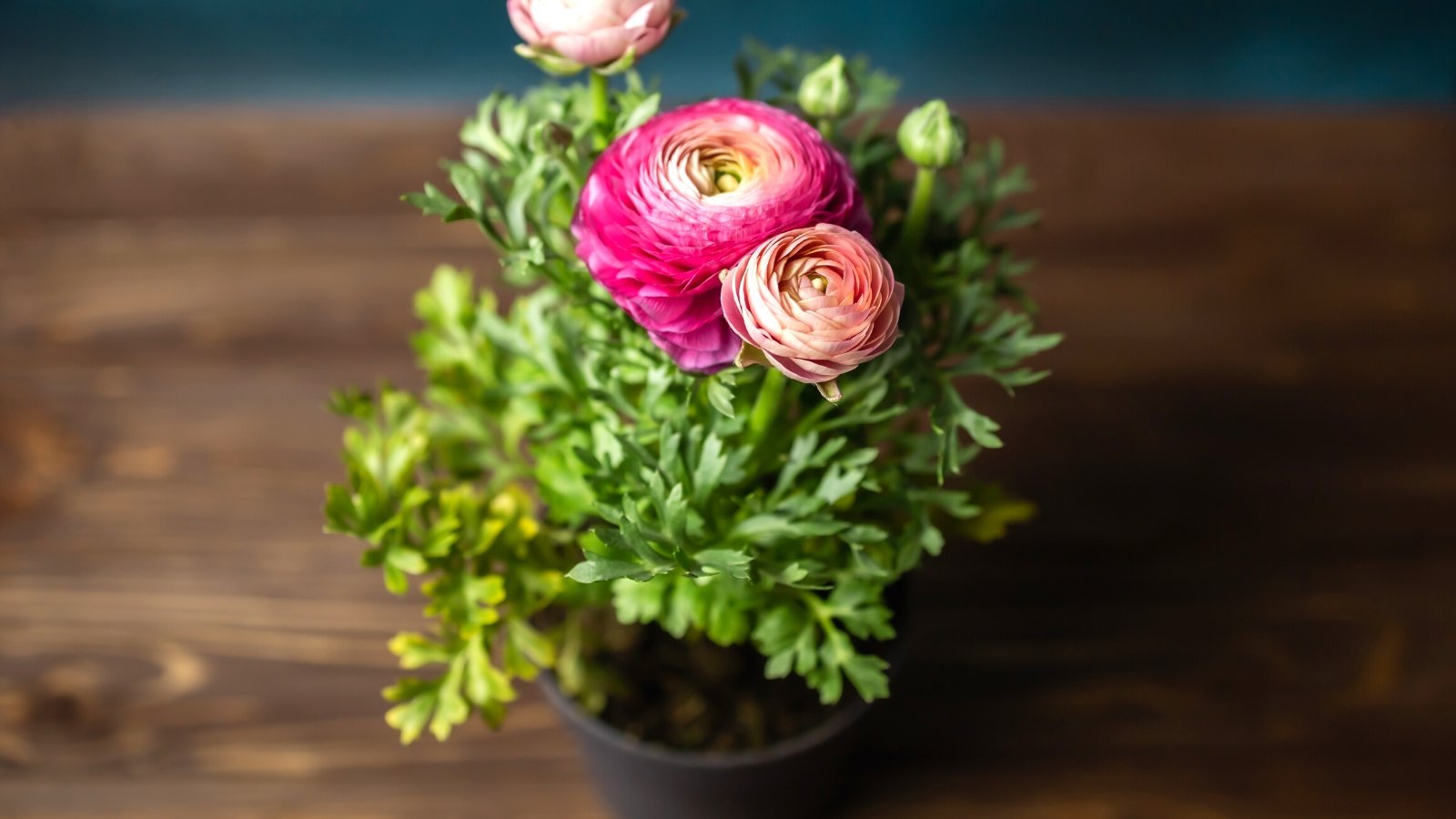Close-up of a flowering Ranunculus plant in a small black pot on a wooden table, against a gray wall. The Ranunculus plant, commonly known as buttercup, presents a charming appearance with its vibrant, bowl-shaped flowers with gradient petals from soft pale pink to deep pink at the edges. The plant's foliage is deeply lobed and glossy green.