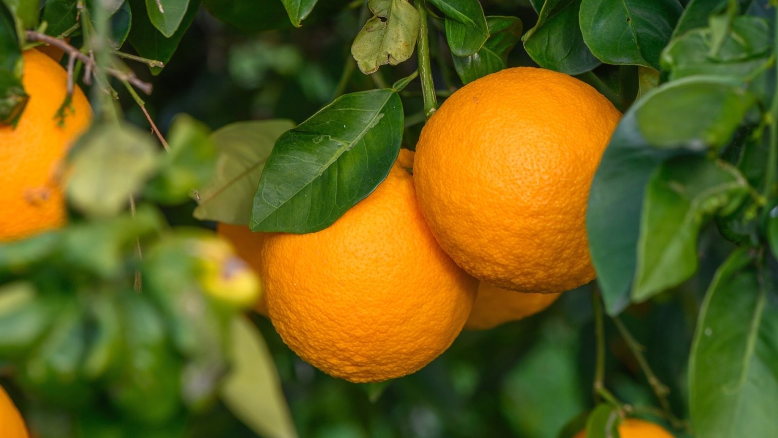 What Are Growing Zones, and What Do They Mean for Your Garden?