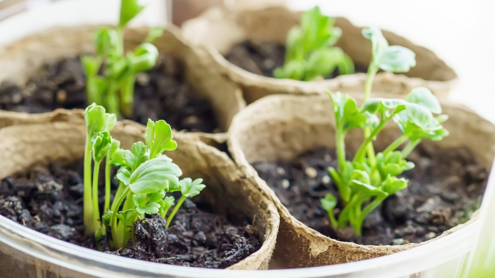 Close-up of seedlings of Ranunculus asiaticus in peat pots in a bright room. Ranunculus asiaticus stems are erect, slender, and branching. The leaves are deeply lobed, palmately divided into multiple segments, and arranged on the tops of short stems.