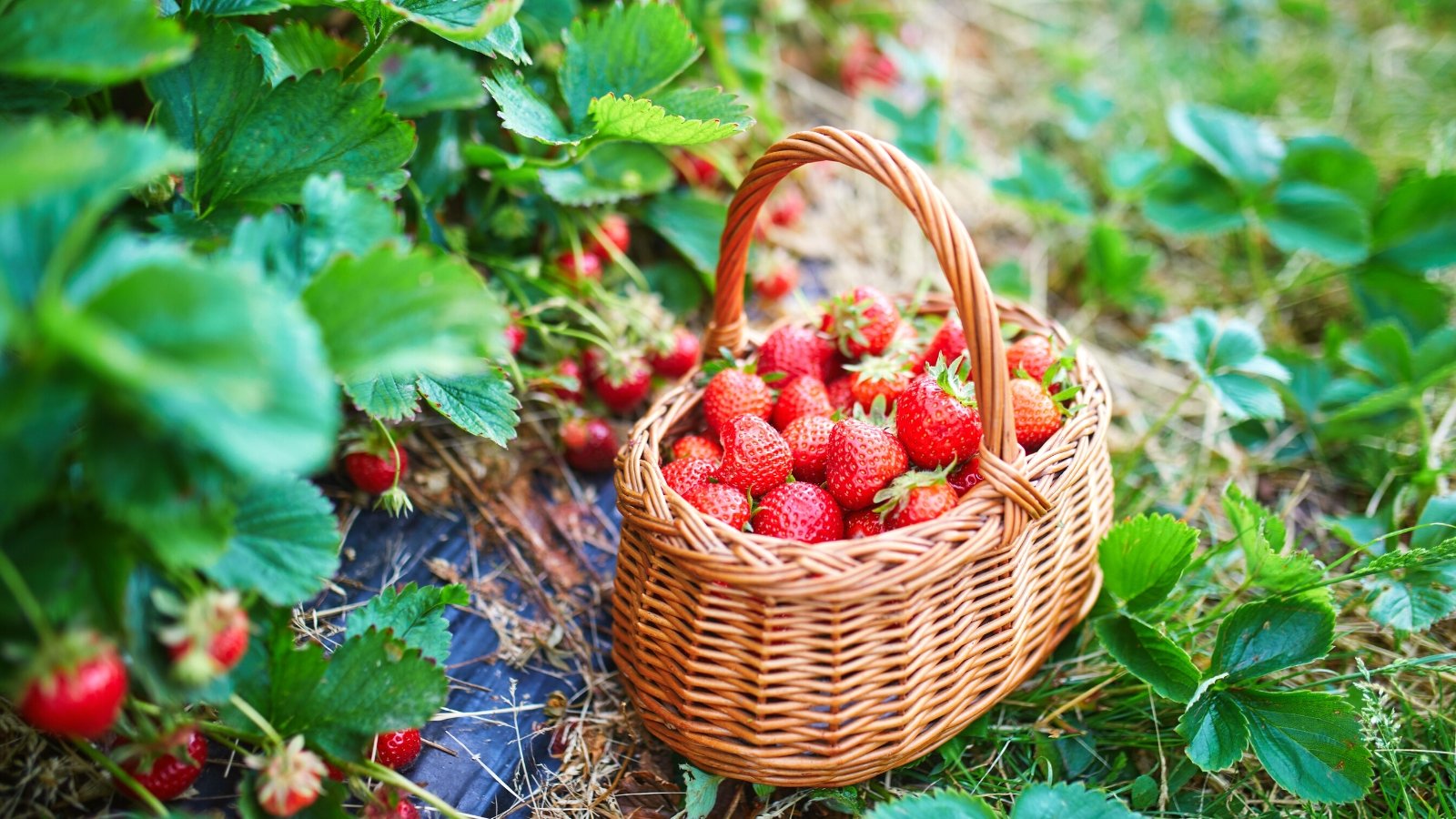Close-up of a wicker basket full of strawberry varieties in a garden against the backdrop of beds with growing strawberry plants. Strawberries present a charming appearance with their low-growing habit and lush, dark green foliage. Their trifoliate leaves are glossy and serrated, forming a dense carpet that provides a verdant backdrop for the ripe, juicy berries. The berries themselves, ranging in color from deep red to pinkish hues, are nestled among the foliage and adorned with tiny seeds that glisten in the sunlight.
