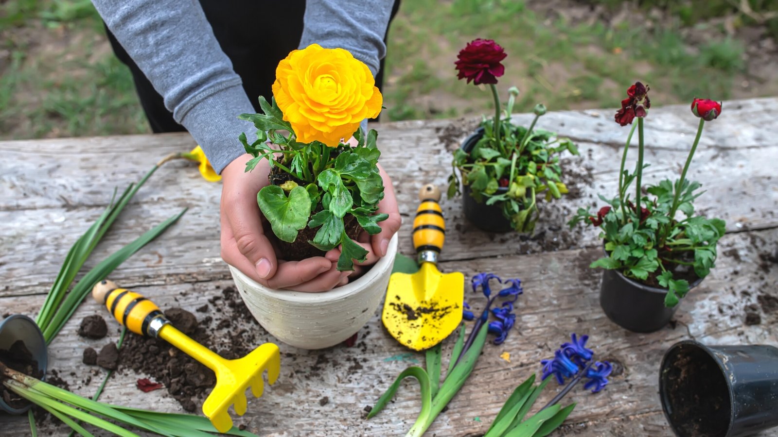 Close-up of a woman replanting a flowering Ranunculus asiaticus plant into a white ceramic pot on a wooden table in the garden. Its blossom, resembling intricate, multi-layered rosettes, come in a rich yellow color. On the table are several black pots with red Ranunculus plants, a yellow trowel, an old rake and scattered soil.