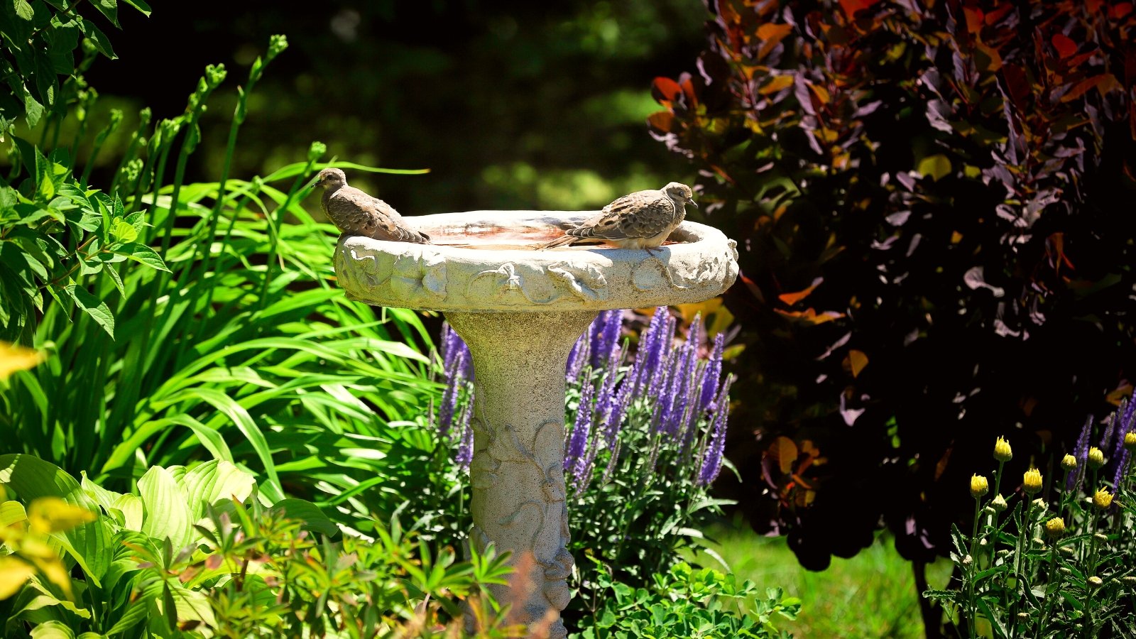 upgrade garden. View of a bird bath in a sunny flower garden. Two Mourning Doves bathe in this bird bath. This birdbath is a vertical stone structure on a thin leg with a flared flat bowl filled with water. The Mourning Dove is a slender, medium-sized bird with a distinctive appearance. It features a plump body with a long, pointed tail and small head. The dove's overall plumage is primarily a light gray-brown, with subtle pinkish hues on its underparts. Various plants and bushes bloom in the garden.