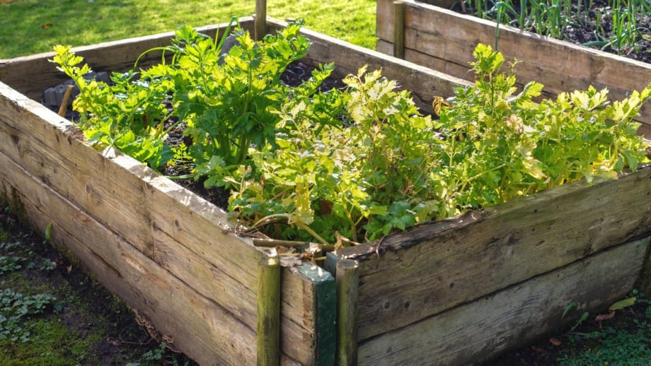 Can You Use PressureTreated Wood For Garden Beds?