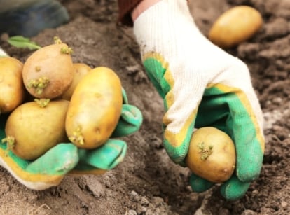 when plant potatoes. Close-up of a gardener's hands planting potatoes in the soil in a spring garden. Potato tubers have an oblong shape with a smooth skin. The gardener is wearing white and green gloves.