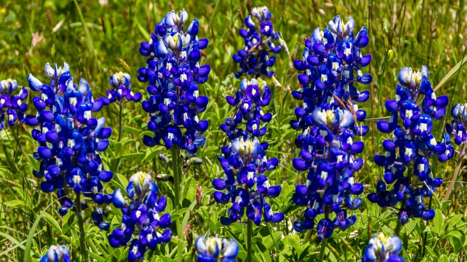 How to Plant, Grow, and Care for Texas