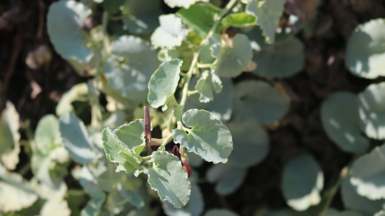 A close-up of the 'Silver Falls' vine, its delicate tendrils and leaves basking in the warm sunlight. The blurred background accentuates the lush abundance of 'Silver Falls' leaves, creating a serene botanical tapestry.