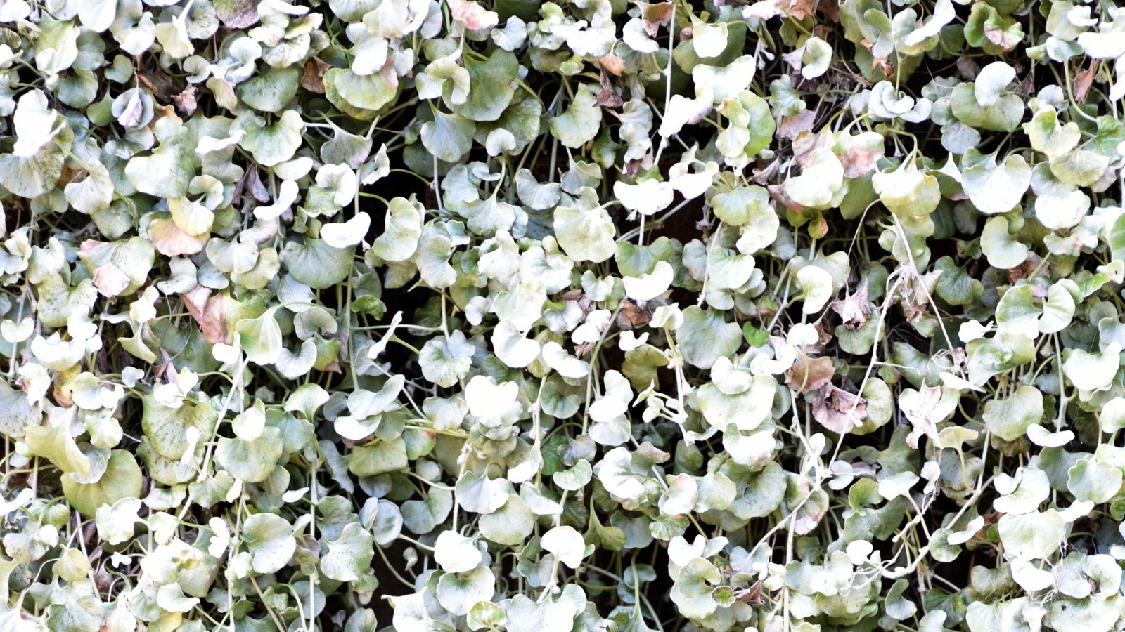 A vibrant 'Silver Falls' vine gracefully cascades downwards, its lush greenery draping elegantly. The leaves glisten and shimmer as they catch the light, creating a mesmerizing spectacle of natural beauty.