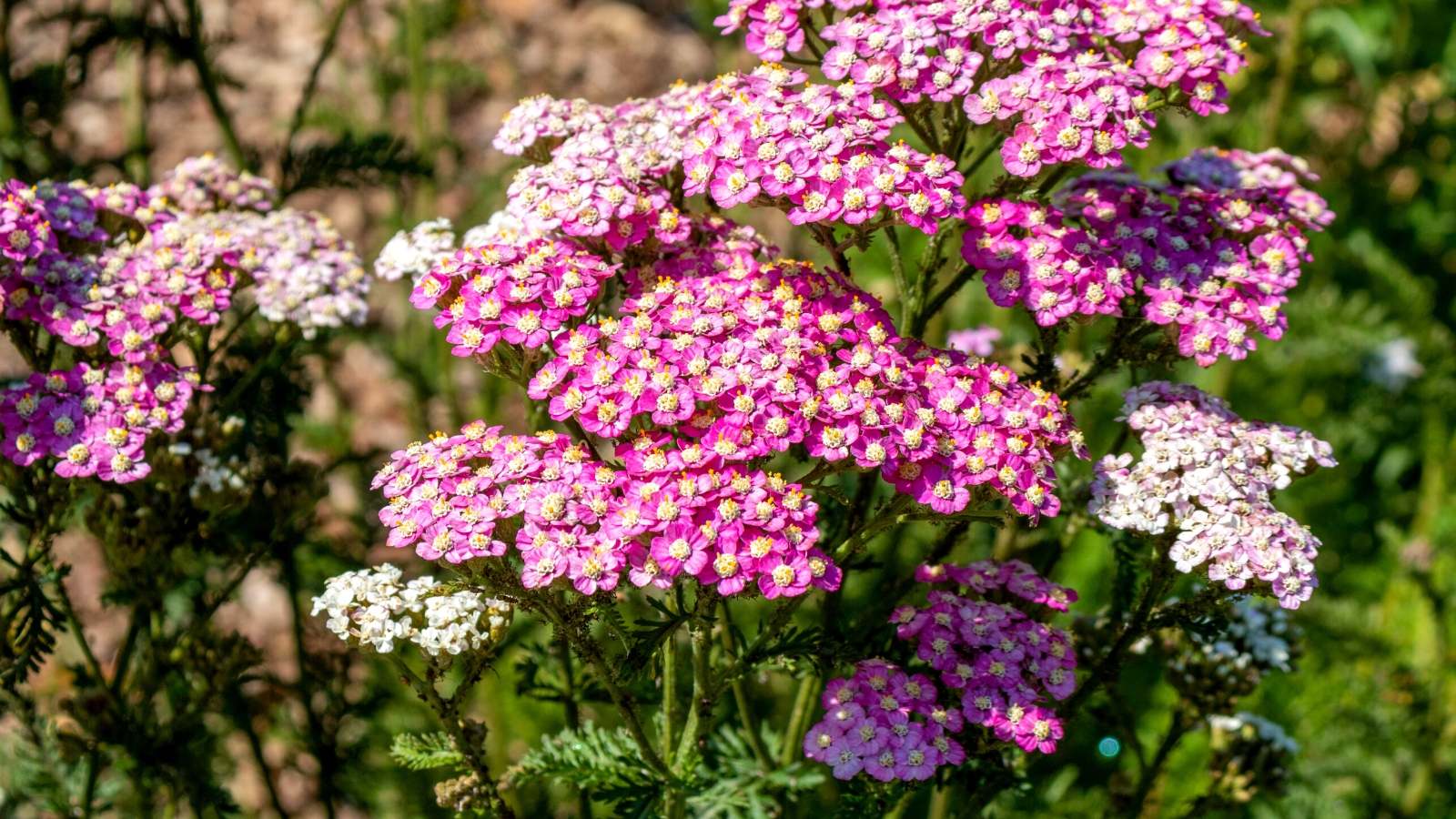Close-up of a blooming Yarrow in a sunny garden. Yarrow is a hardy perennial herb prized for its feathery foliage and clusters of tiny, tightly-packed flowers. The leaves are finely divided and fern-like. Rising above the foliage on sturdy stems are flat-topped flowerheads composed of numerous small flowers in shades of pink.